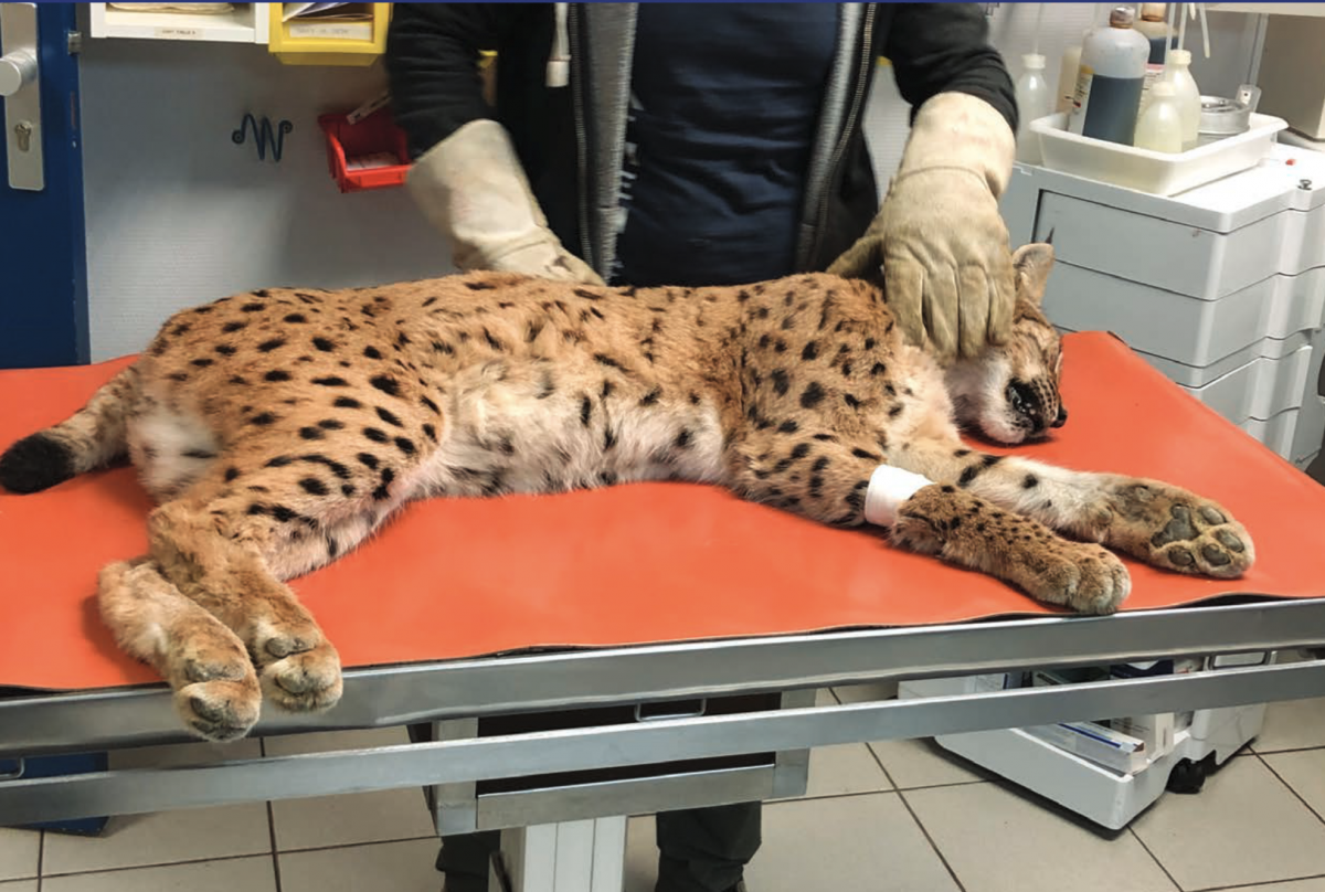 Lynx